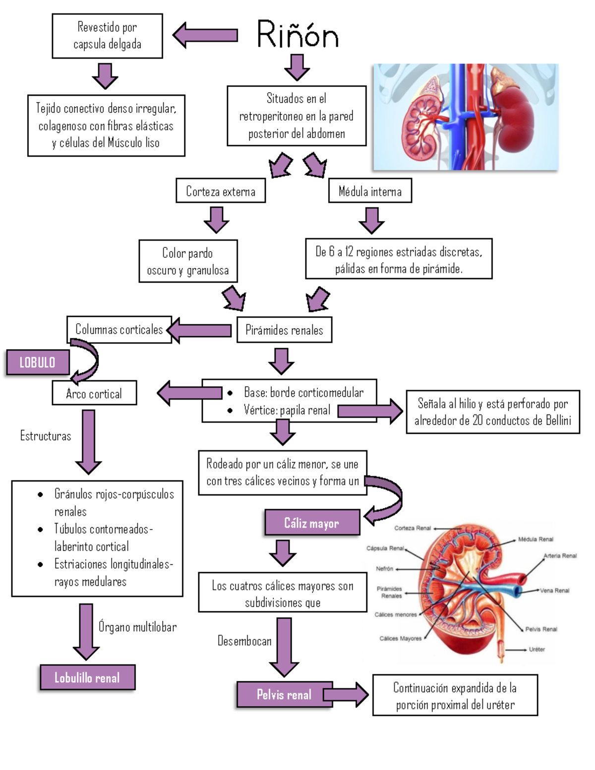 Flujograma- Histologia Renal - Riñón Situados en el retroperitoneo en ...