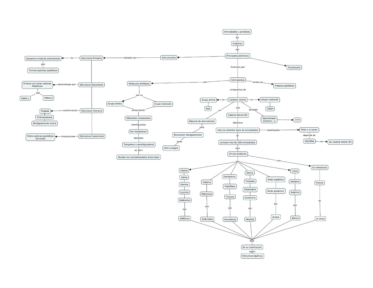 Mapa conceptual de Aminoácidos - Bioquímica - Studocu