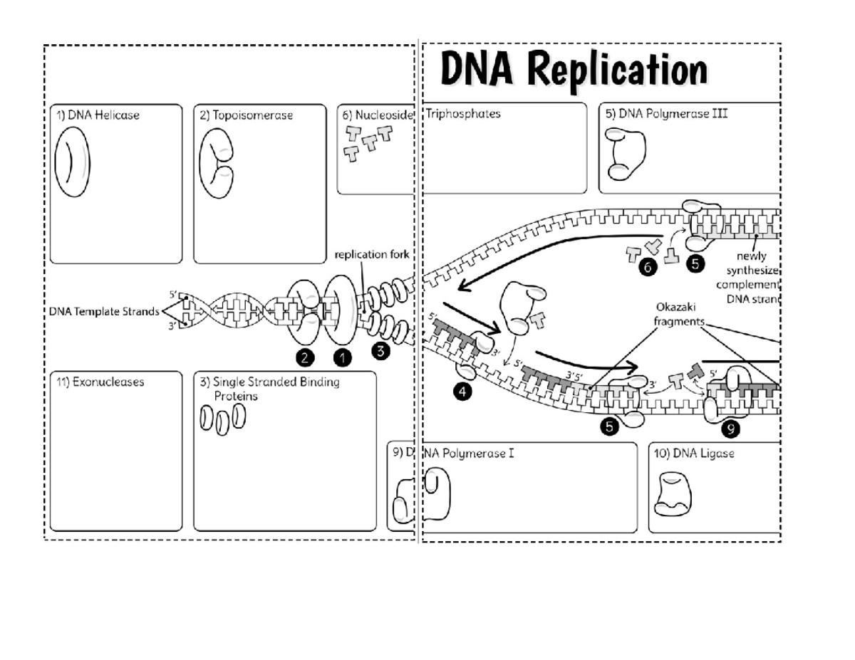 dna-replication-worksheet-with-labels-mcb2010-studocu