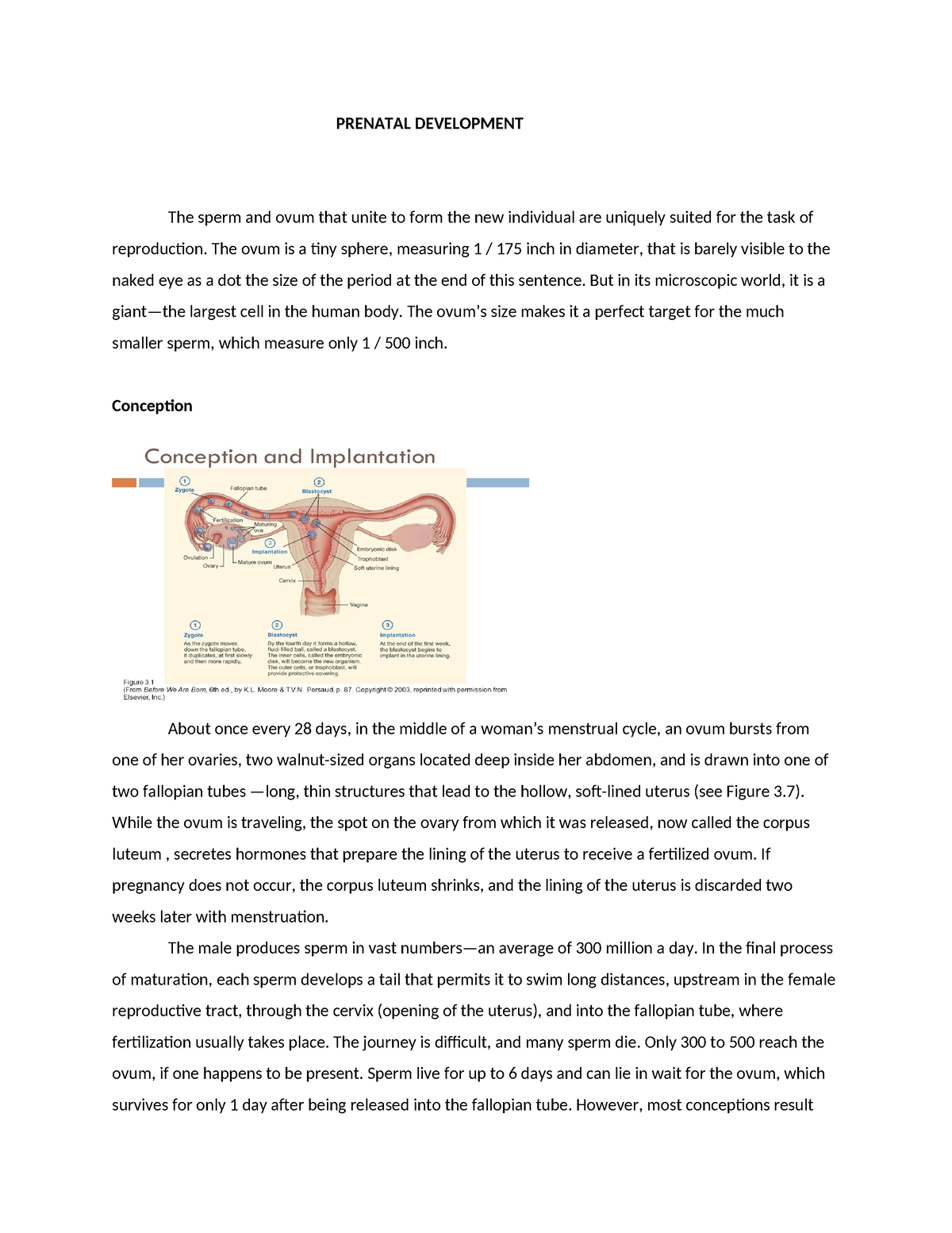 Cd module 3 - PRENATAL DEVELOPMENT The sperm and ovum that unite to ...