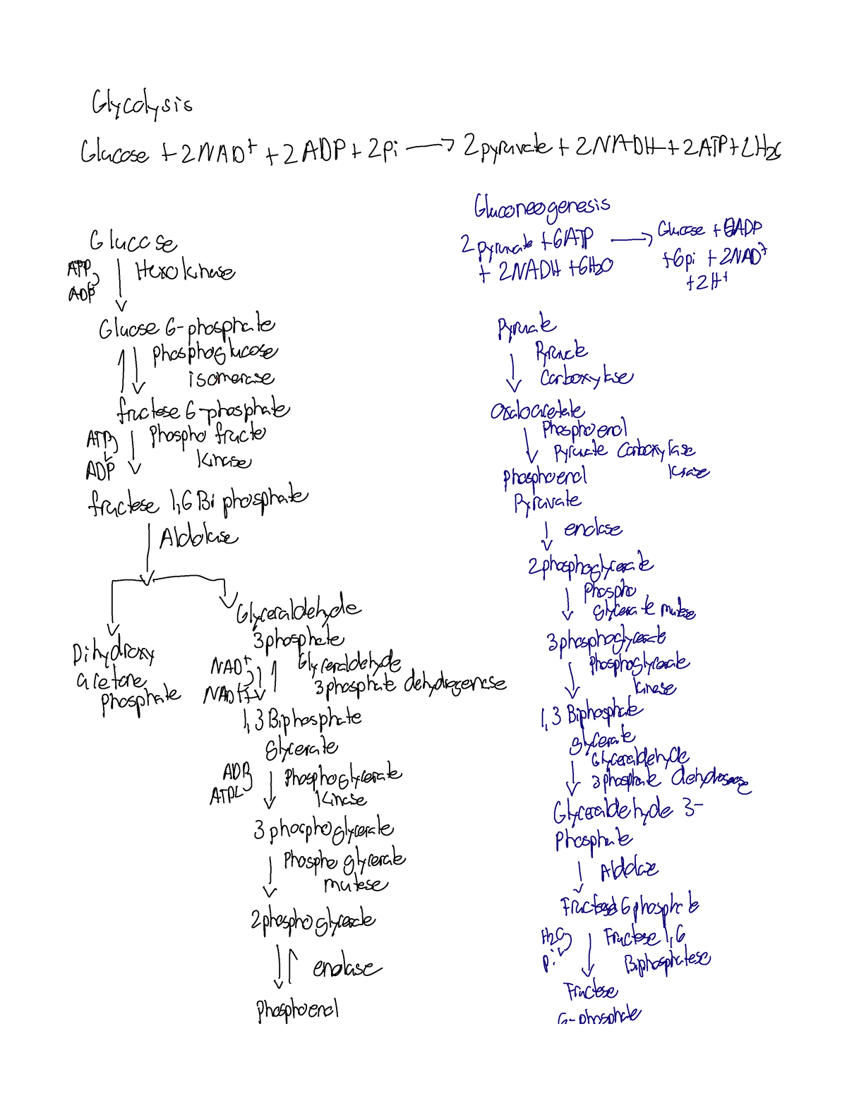 Metabolic Pathways - Review of complete pathway of glycolysis, citric ...