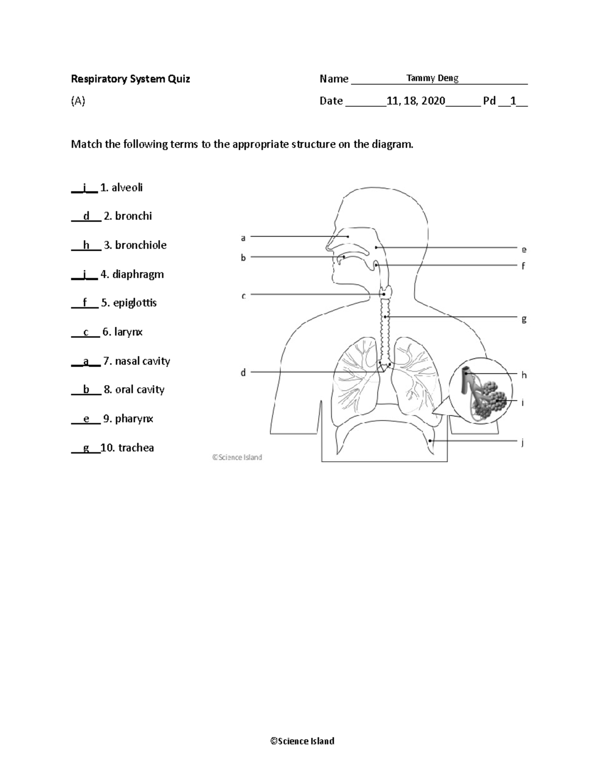 3 Respiratory Quiz Basic - Respiratory System Quiz Tammy Deng Name (A ...