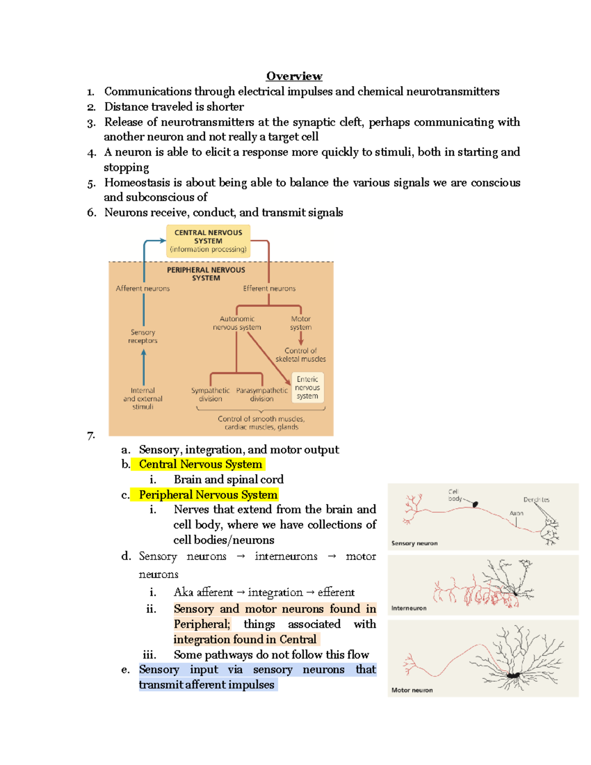 Chapter 49 Neurons - In Person Sheppard - BIO100 - Biology - Hunter ...