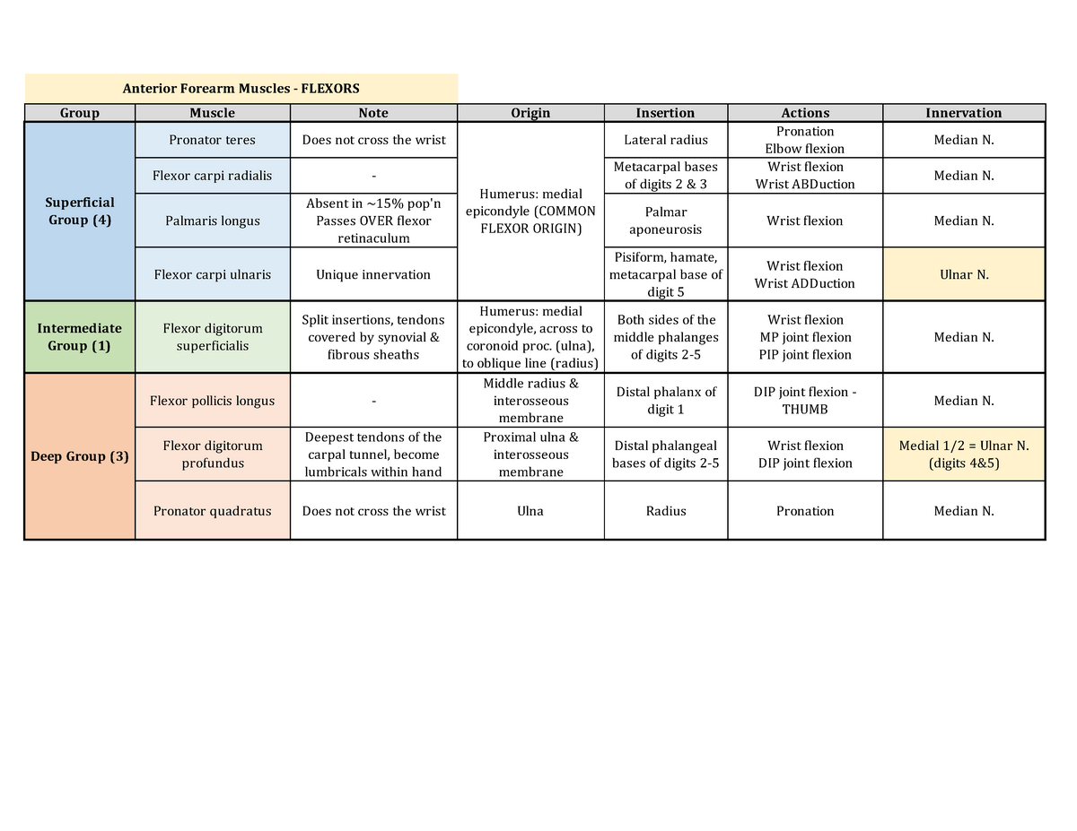 Muscles of Anterior Forearm (all three groups) - Group Muscle Note ...