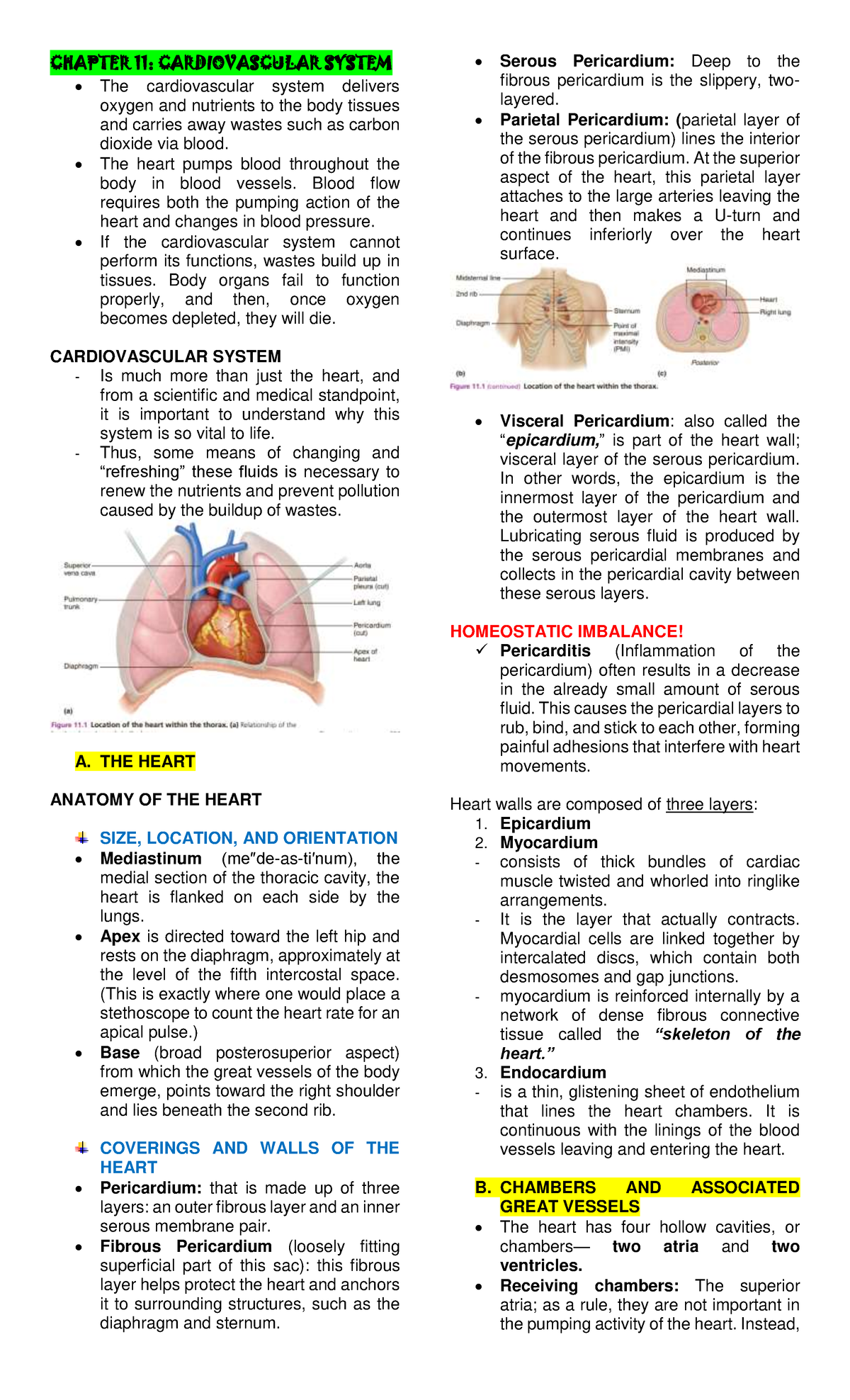 Cardiovascular - Summary - CHAPTER 11: CARDIOVASCULAR SYSTEM The ...