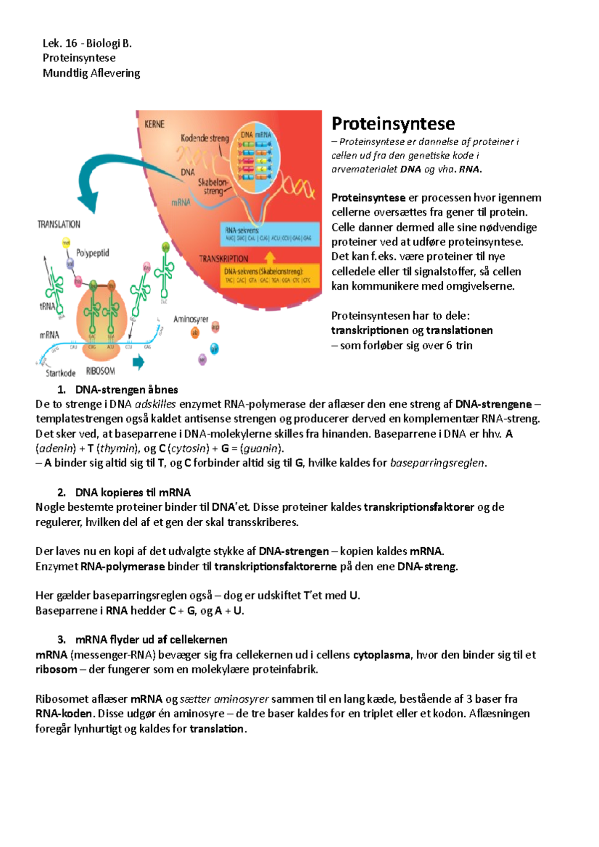 Lek. 16 - Bio. B. - DNA-struktur - Lek. 16 - Biologi B. Proteinsyntese ...