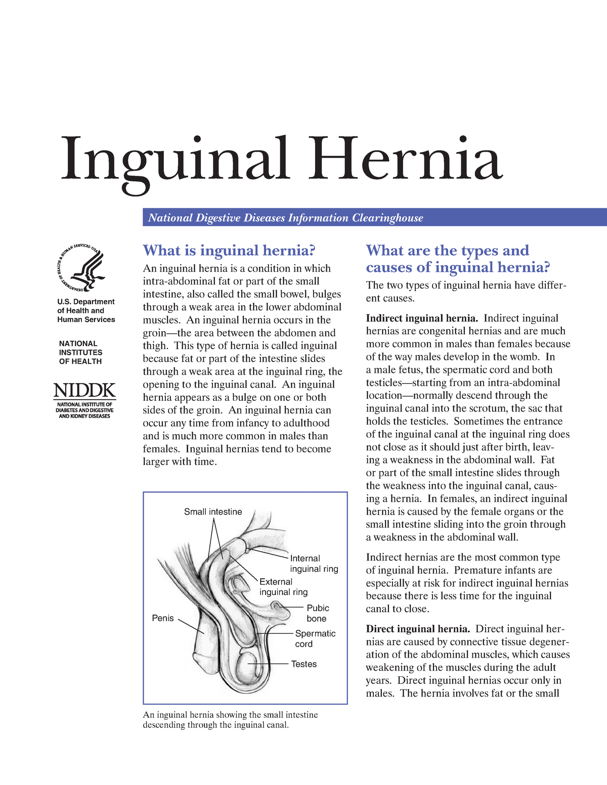 Inguinal Hernia Inguinal Hernia Inguinal Hernia National Digestive Diseases Information 