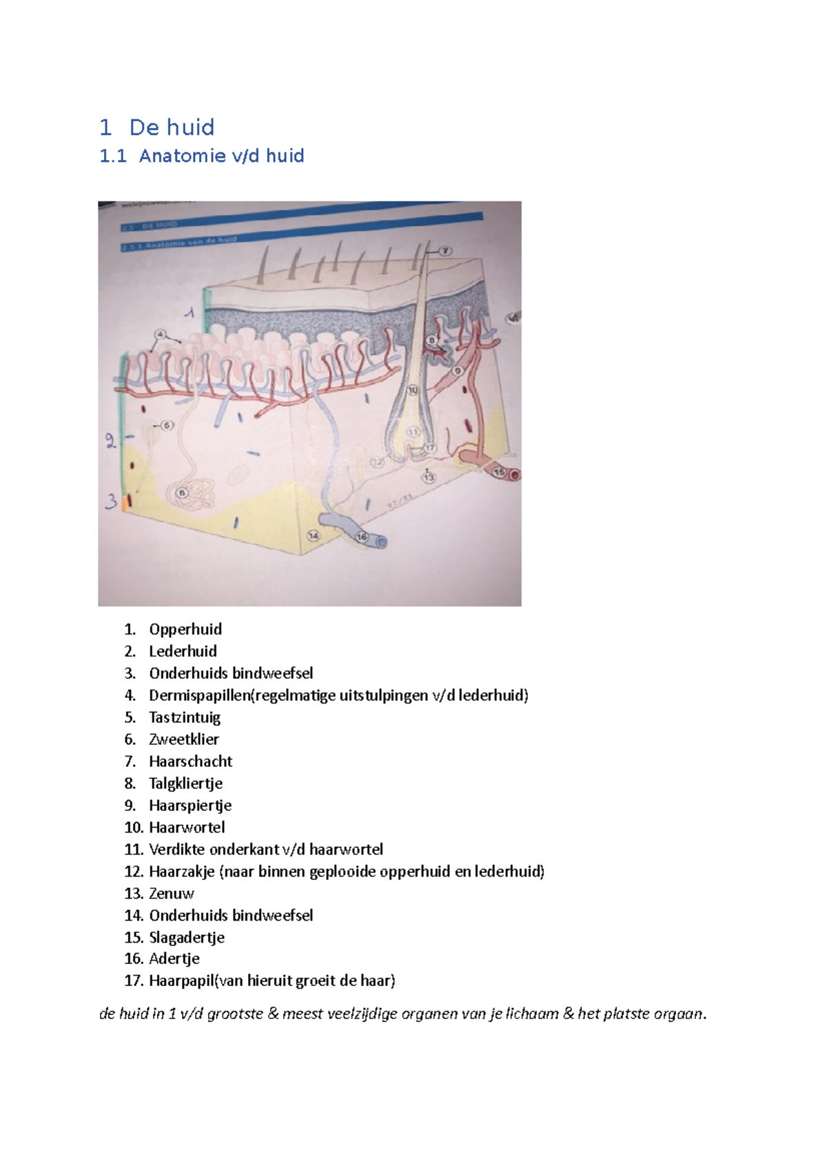 De Huid Anatomie De Huid 1 De Huid 1 Anatomie Huid 1 Opperhuid 2