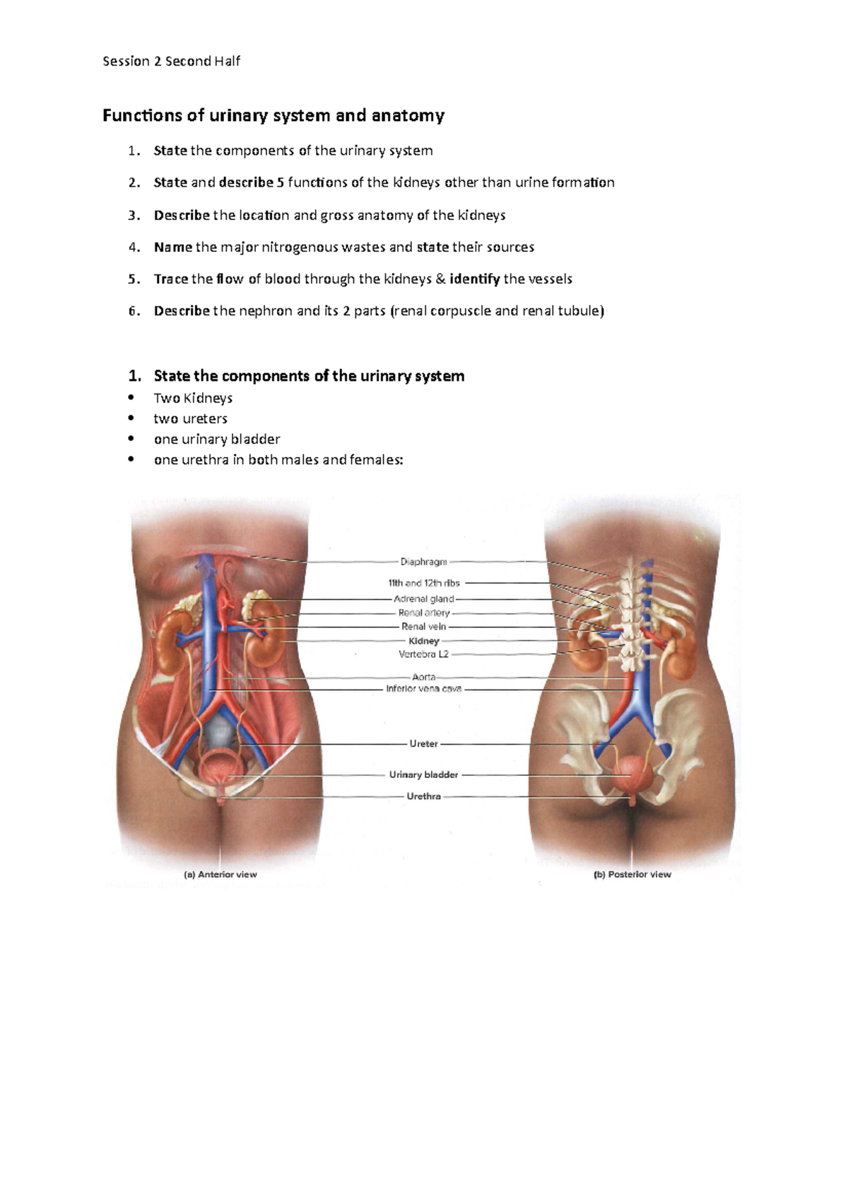 All Lectures Part 2 - Functions of urinary system and anatomy State the ...