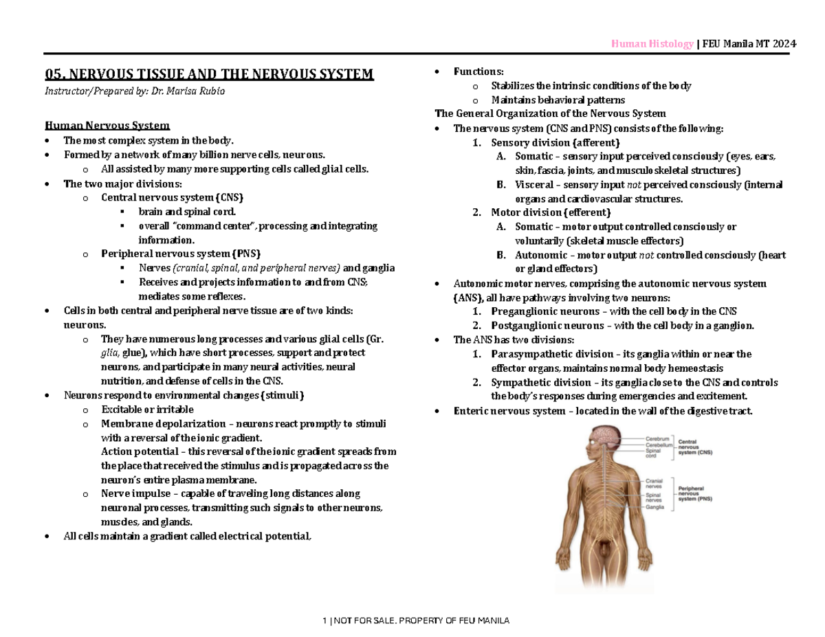 05 Nerve Tissue AND Nervous System notes lecture - Human Histology ...