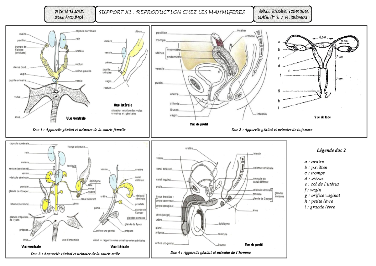 12 support reproduction chez les mammiferes d c b a f g h i e Doc 1