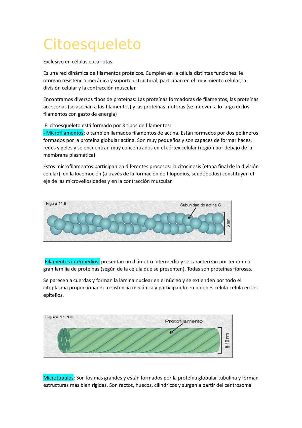Citoesqueleto - Citoesqueleto Exclusivo En Células Eucariotas. Es Una ...