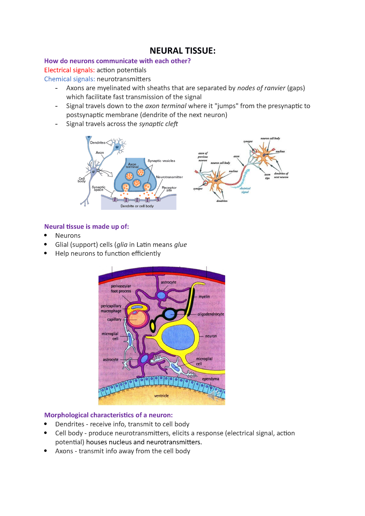 week-1-lecture-questions-neural-tissue-how-do-neurons-communicate