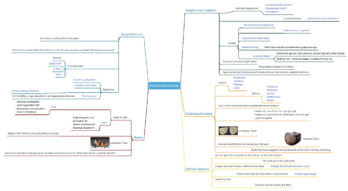 Anthropology Visual Study Guide OSU 3237 – MindView