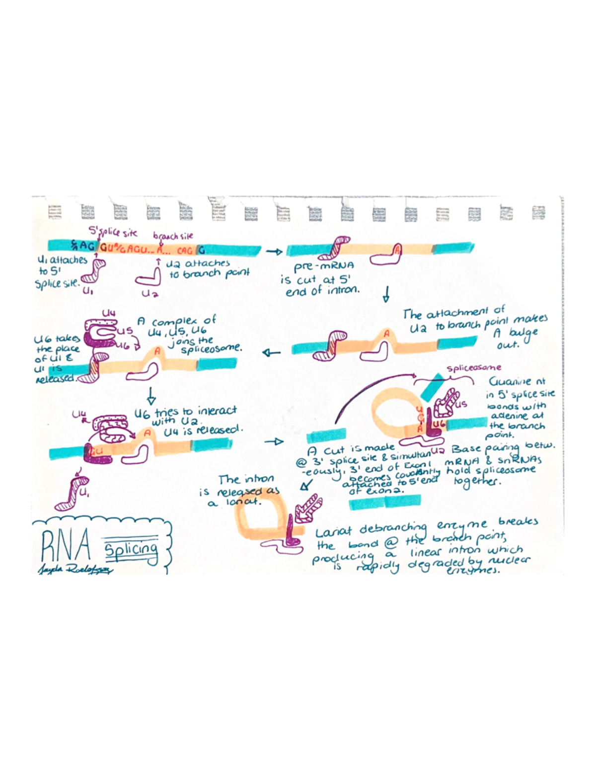 RNA Splicing Learning Diagram - GTS 251 - Studocu