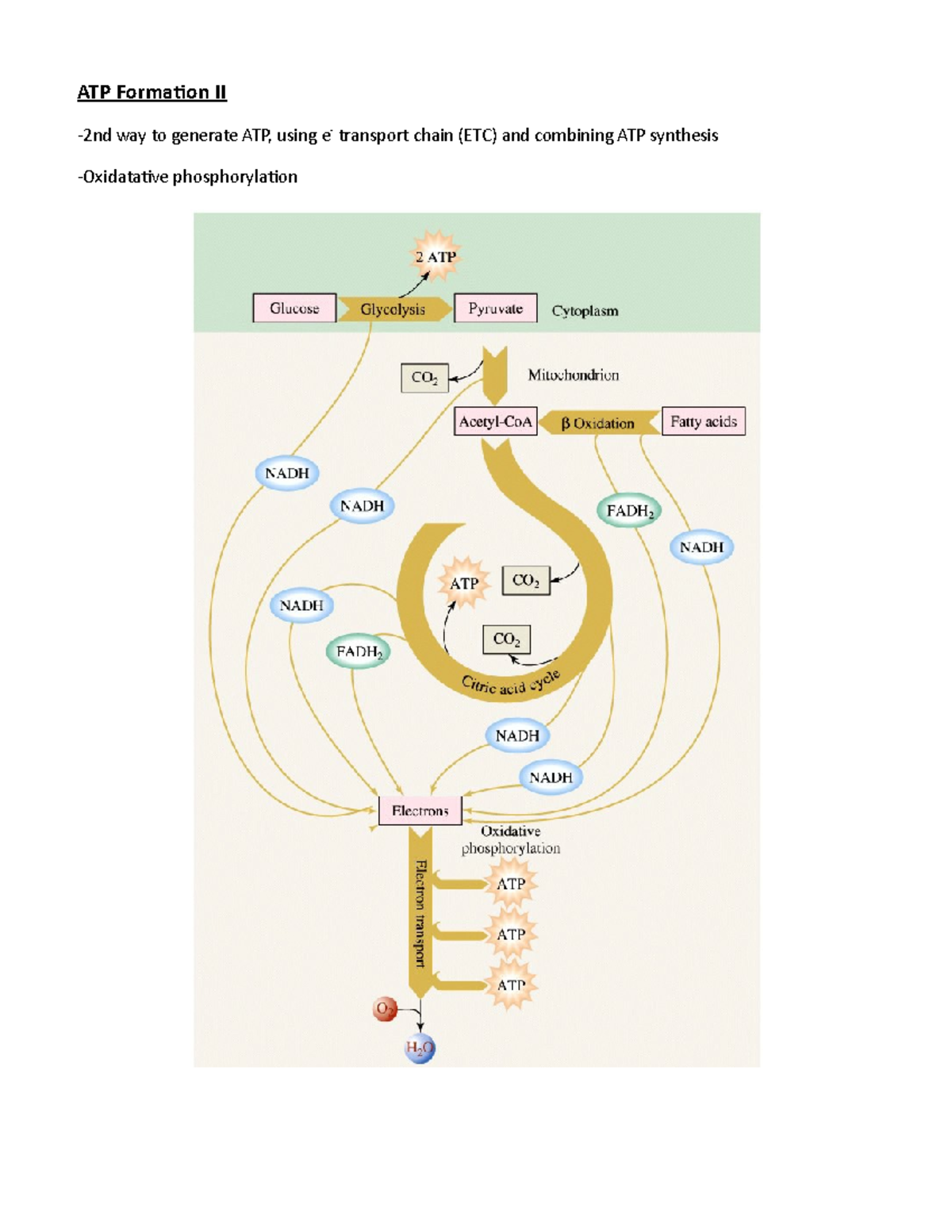 Biochemistry - Lecture notes - BCHM NOV 21 - ATP Formation II way to ...