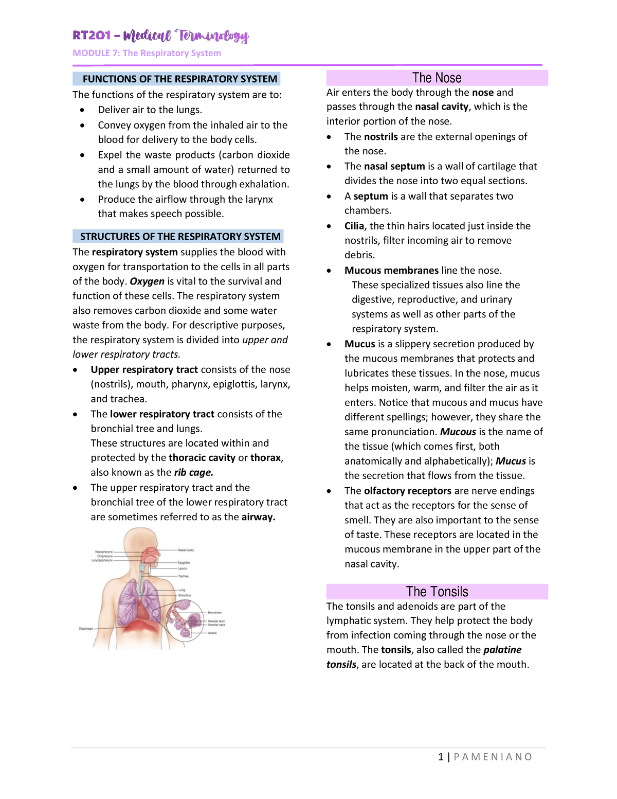 Rt201 Mod7 Respiratory System - Radiologic Technology - Studocu