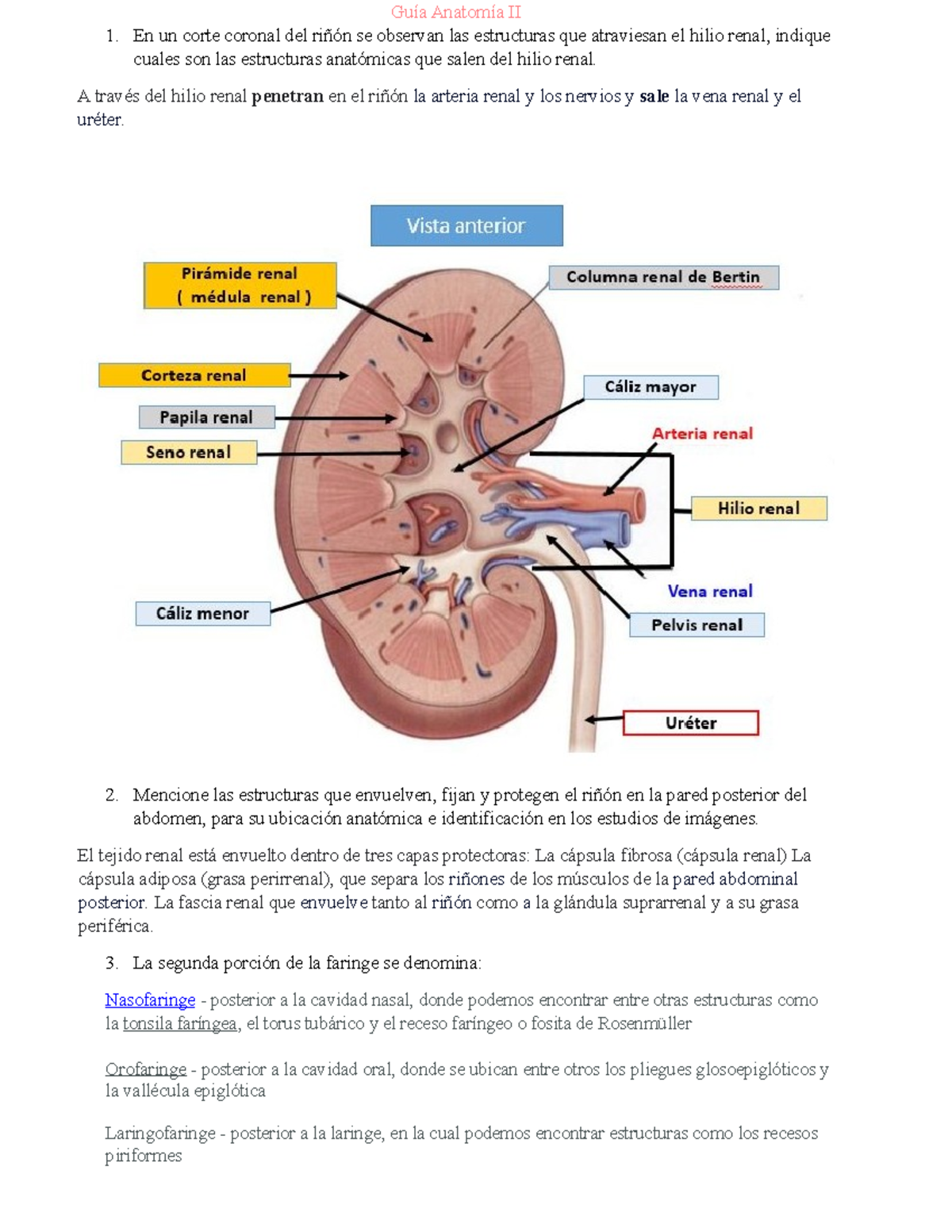 Guia para examen anatomia 2 - Guía Anatomía II En un corte coronal del ...