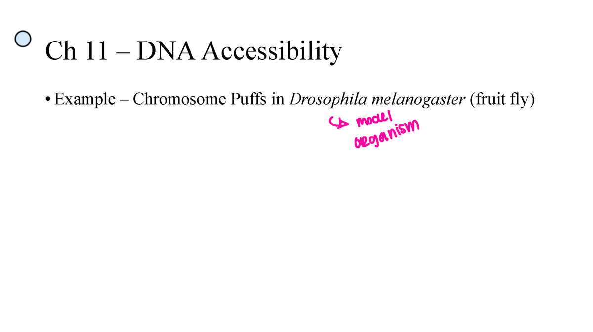 Genetics Chapter 11 Powerpoints Ch 11 – Dna Accessibility Example