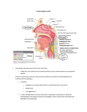 Organs of the Inner Ear - Organs of the Inner Ear Perilymph – purple ...