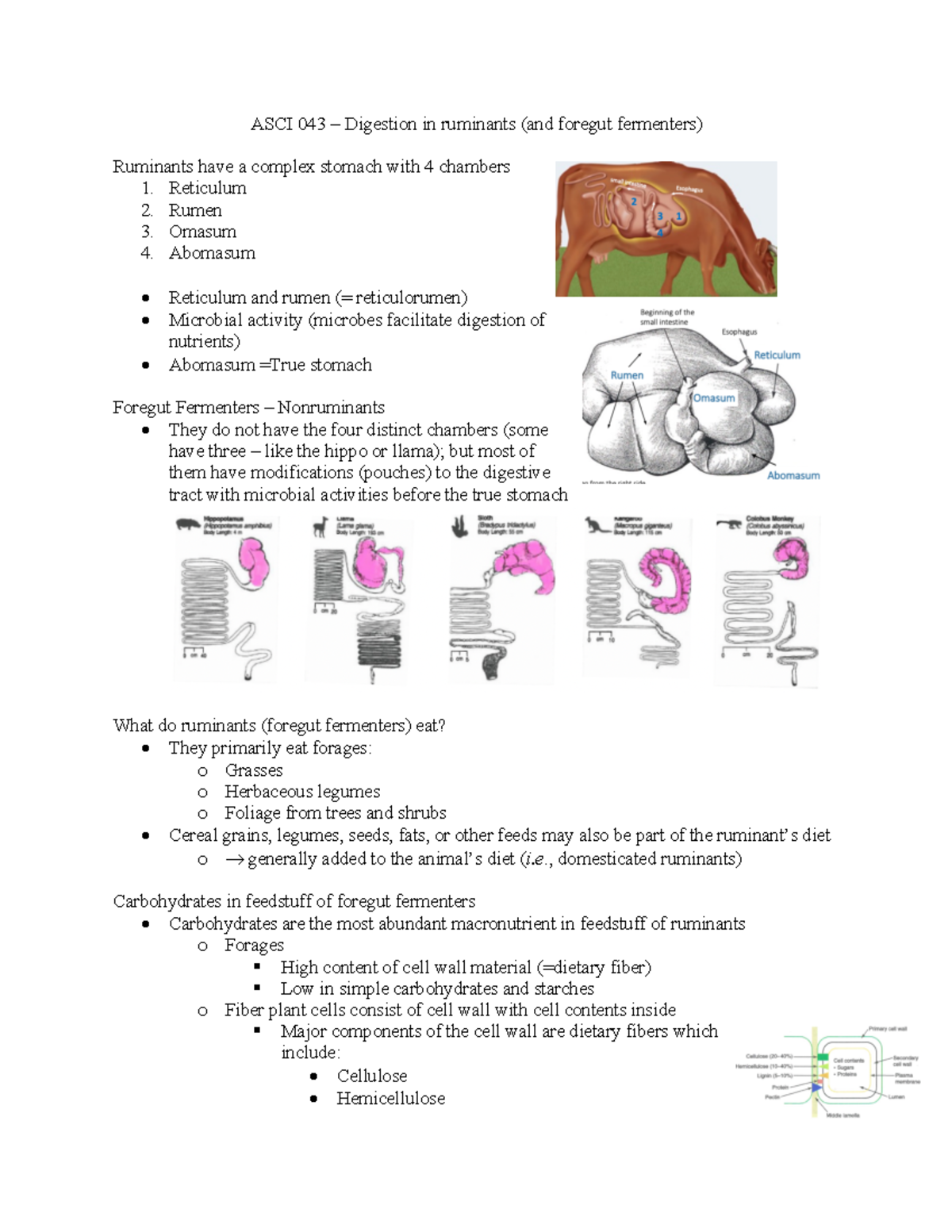 ASCI 043 - Digestion in ruminants - ASCI 043 – Digestion in ruminants ...
