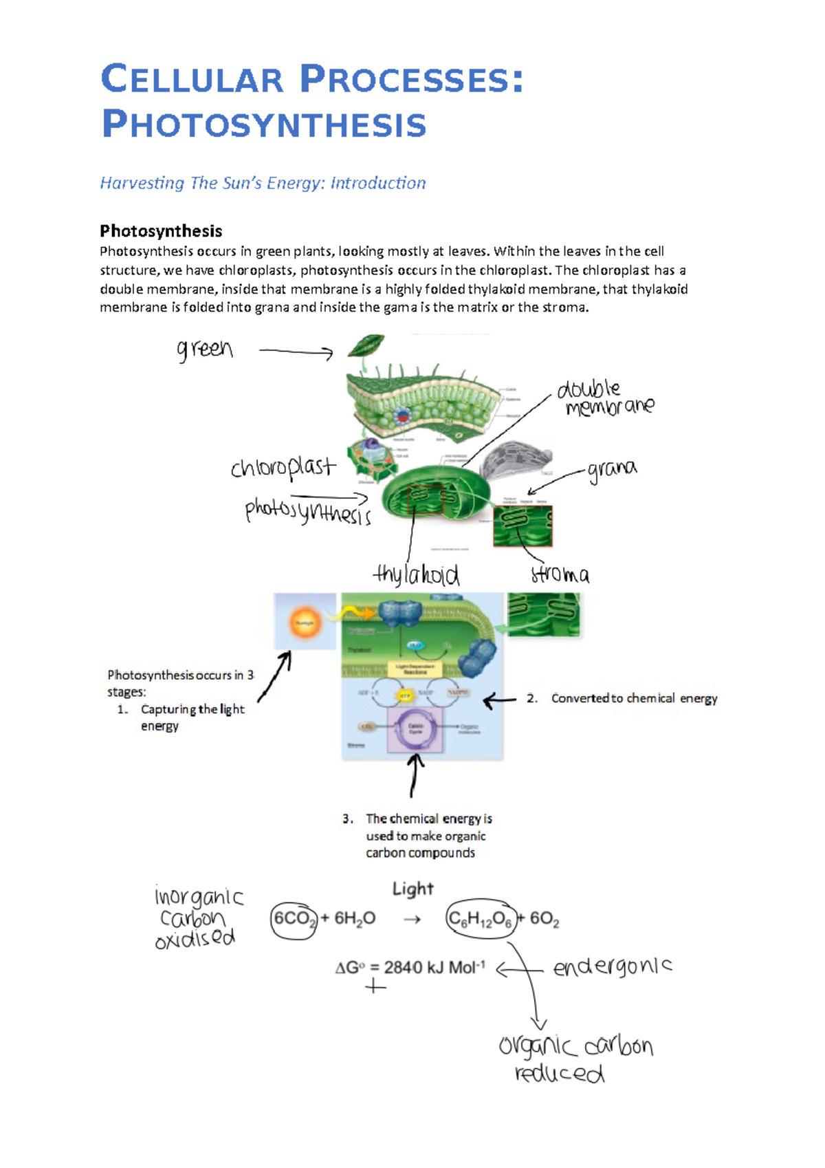 CBG Notes Part 2 - CELLULAR PROCESSES: PHOTOSYNTHESIS Harvesting The ...