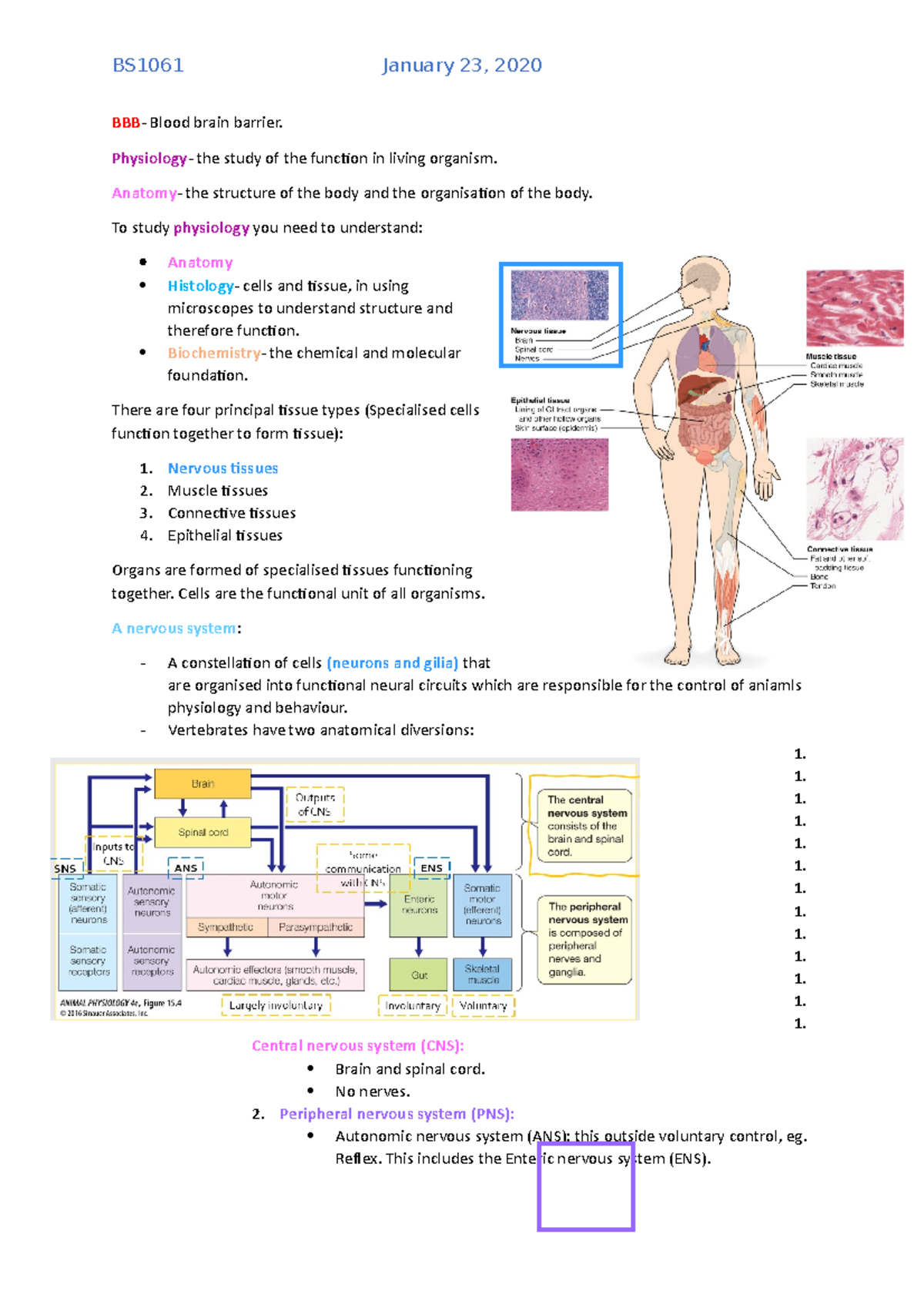 Notes On Somatic And Autonomic Nervous System - BBB - Blood Brain ...