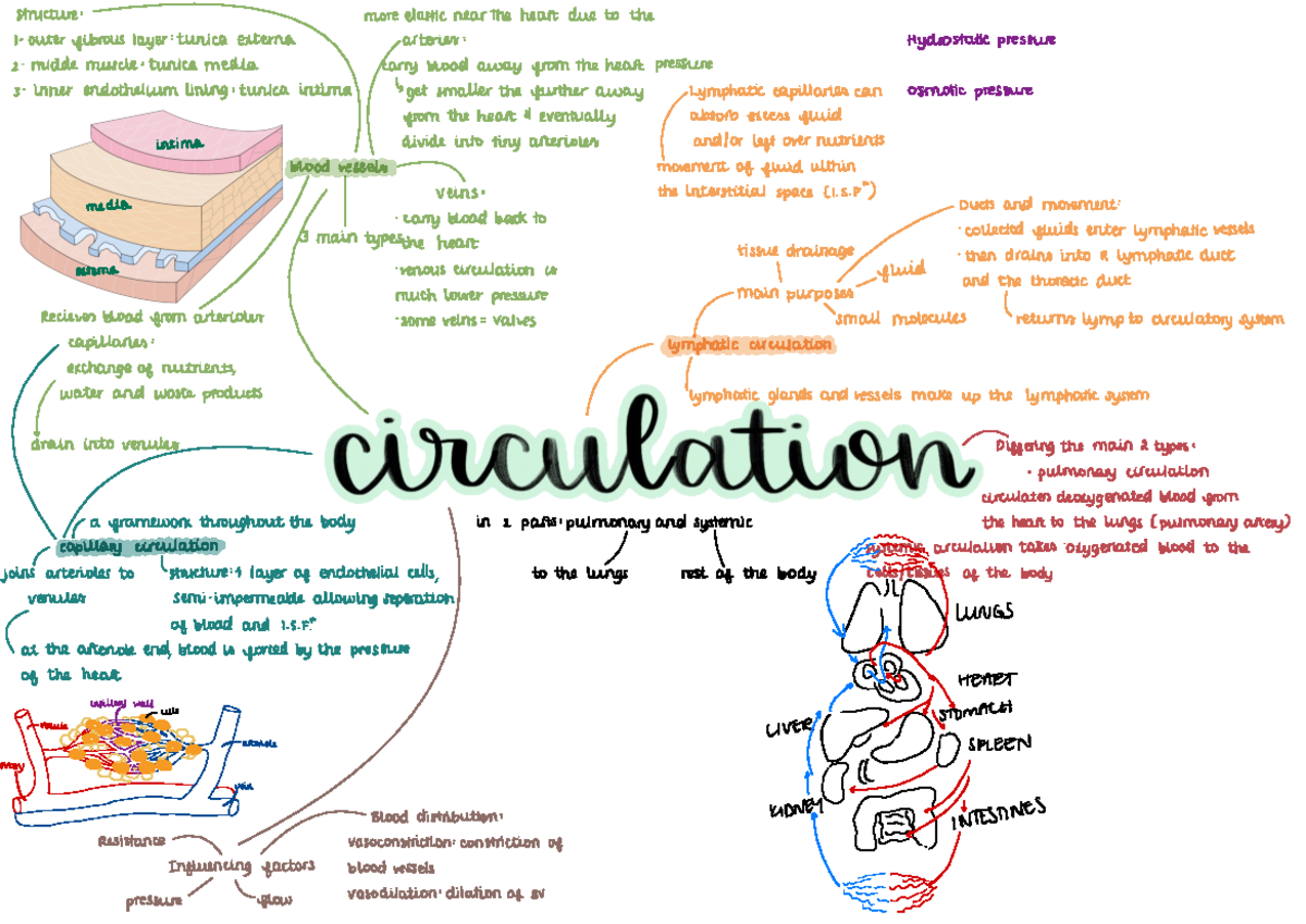 Circulation in the body - structure : moreelasticnear the heart dueto ...