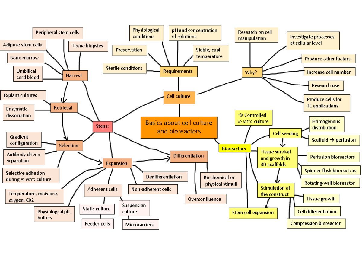 Tissue Engineering Basics: Basics about cell culture and bioreactors ...