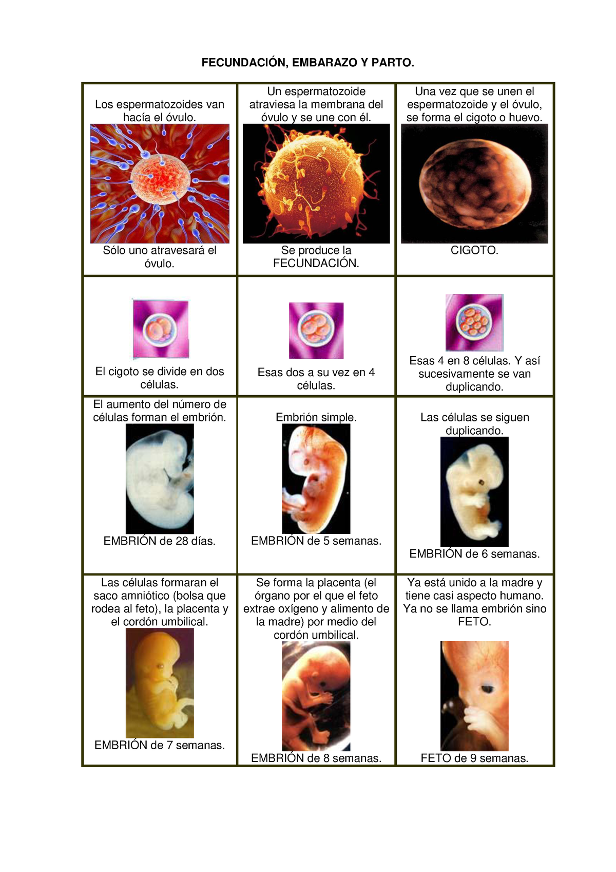 3fecundación Embarazo Y Parto Diapositivas FecundaciÓn Embarazo Y Parto Los Espermatozoides 