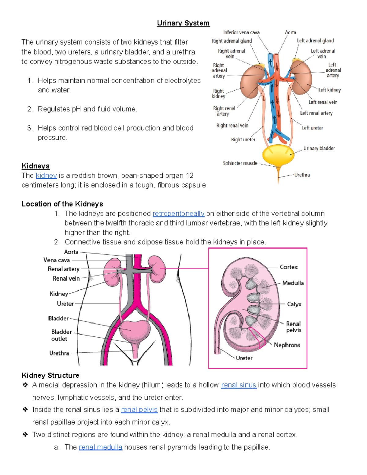Urinary System Urinary System The urinary system consists of two