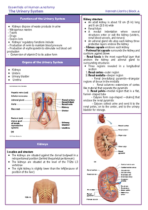 Copy of Chapter 14 Digestive System - FUNCTIONS •Ingestion - taking in ...