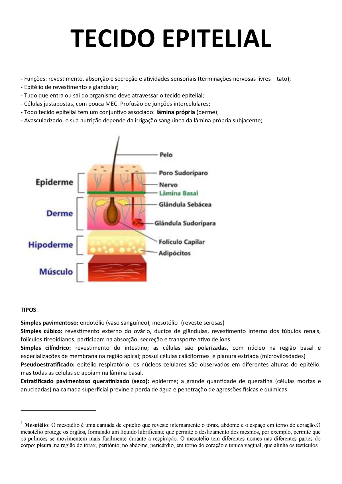 Resumo Tecido Epitelial Histologia Studocu