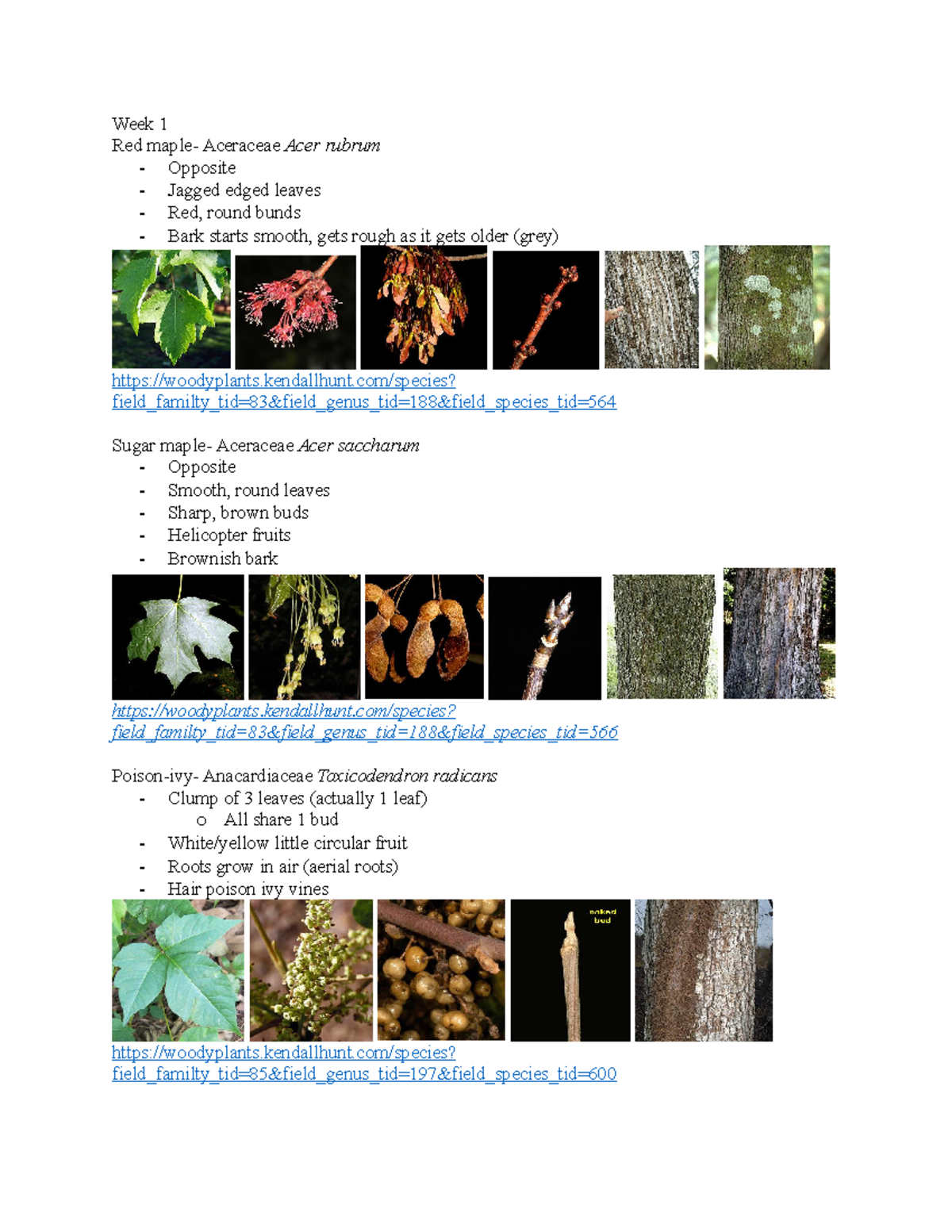 Dendrology Notes Week 1 Red Maple Aceraceae Acer Rubrum Opposite 