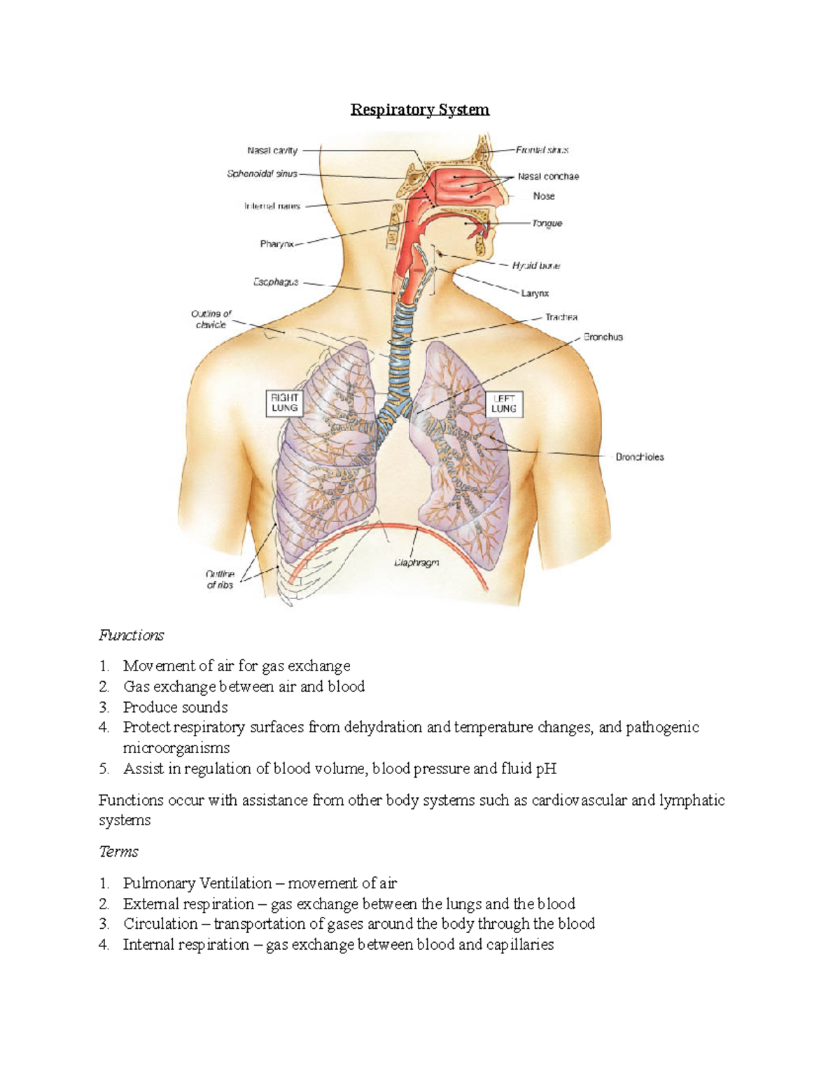 20 - Respiratory System - Respiratory System Functions Movement of air ...