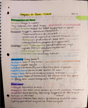 Respiratory System Anatomy And Physiology - BIOL 200 - Studocu