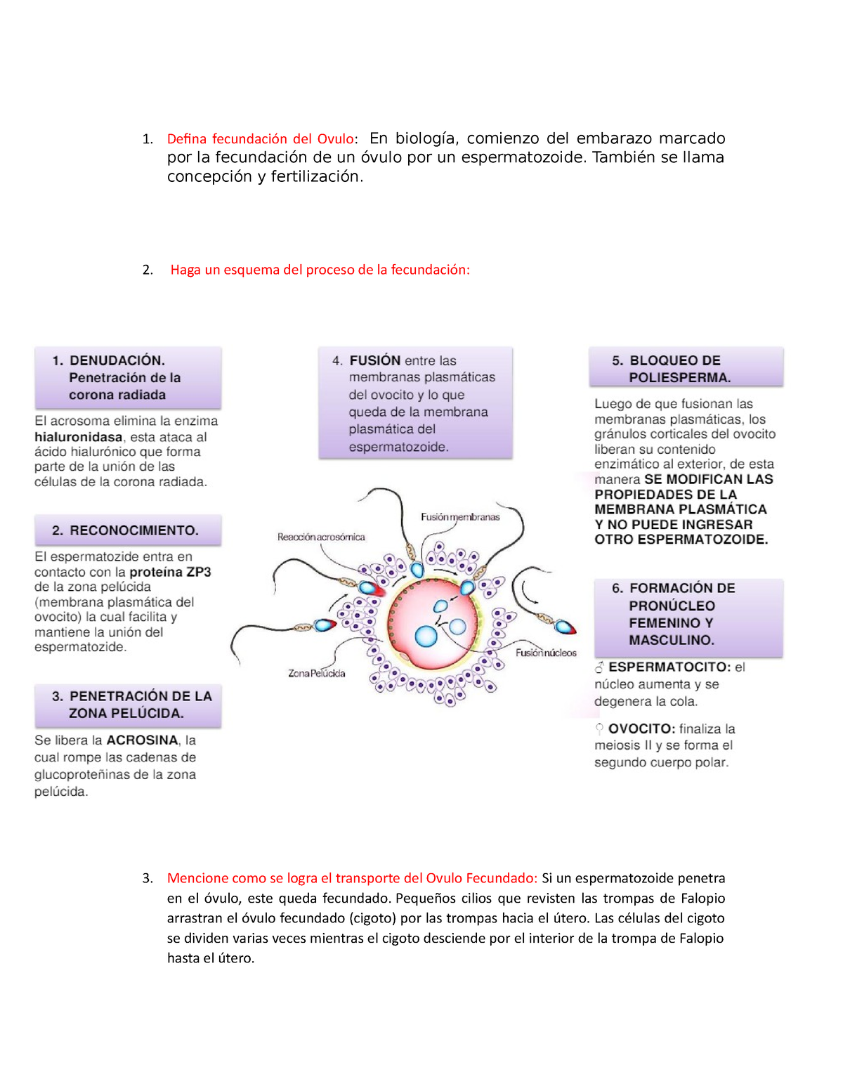 Fecundacion Del Ovulo - N/a - Defina Fecundación Del Ovulo: En Biología ...