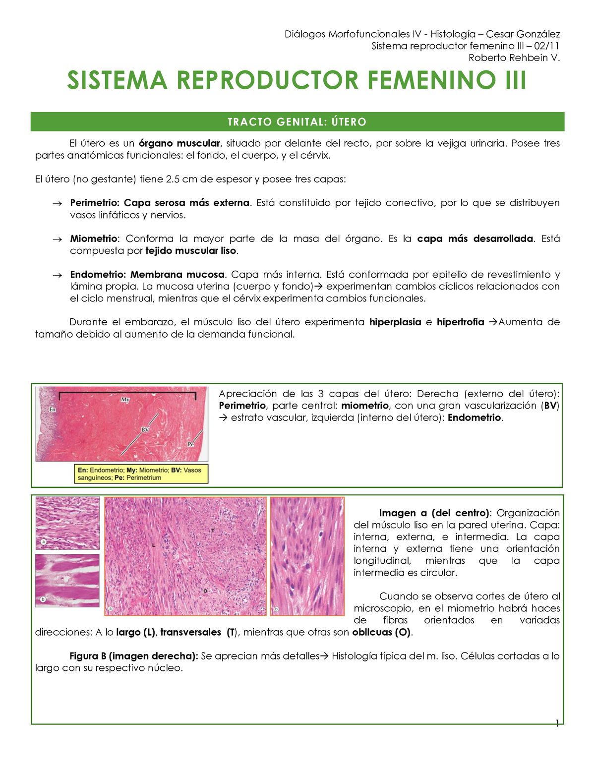 histología de la fase menstrual del útero