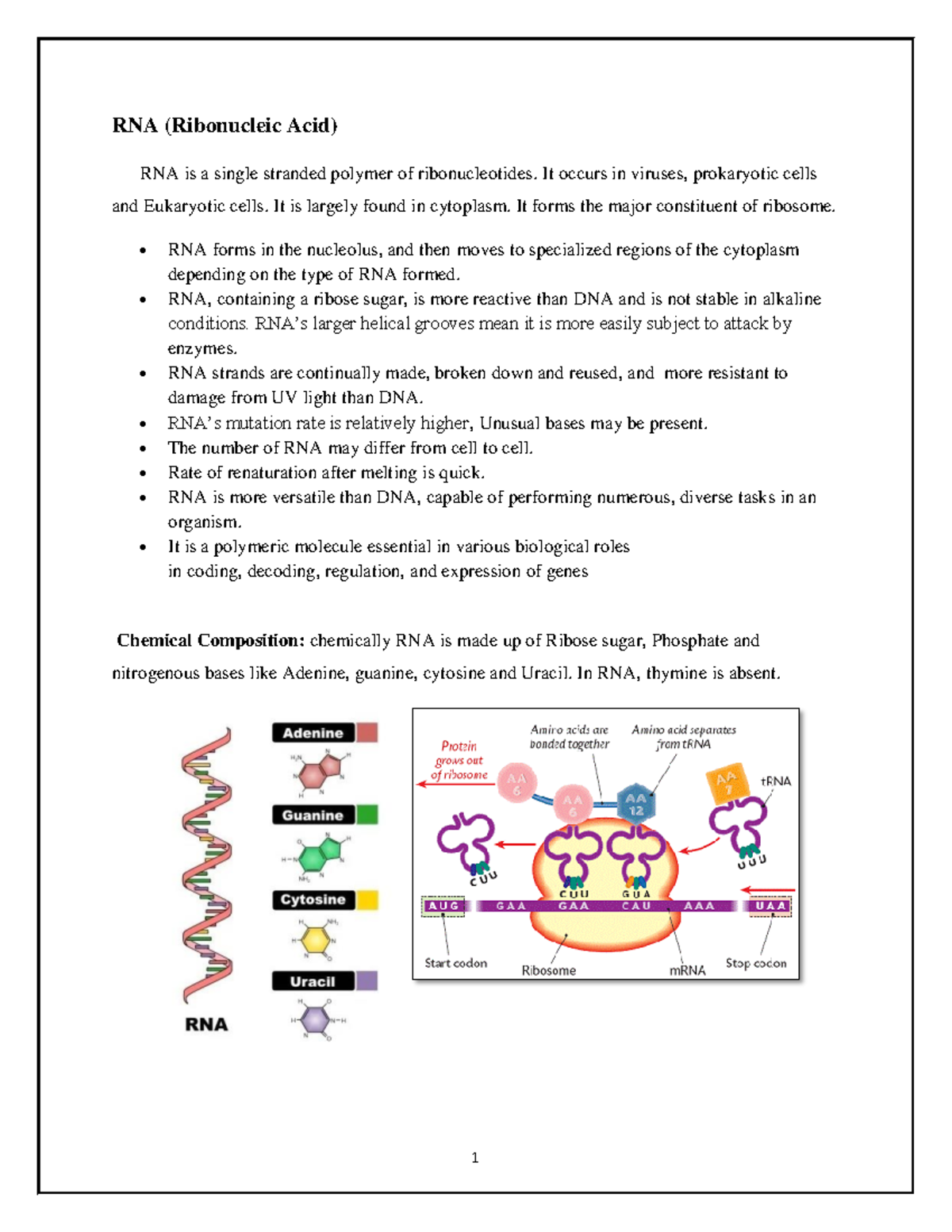 RNA notes - Biochemistry semester 4 - RNA (Ribonucleic Acid) RNA is a ...