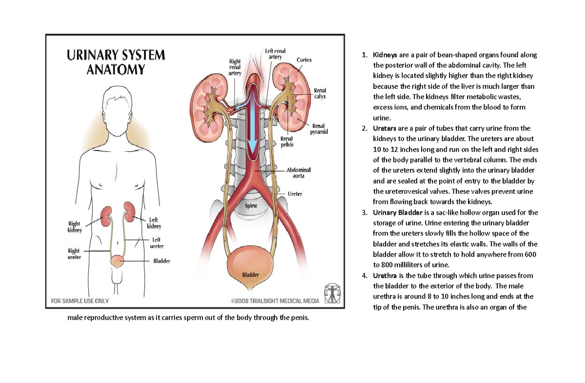 Anatomy and Physiology lecture notes on the kidneys and urinary tract ...