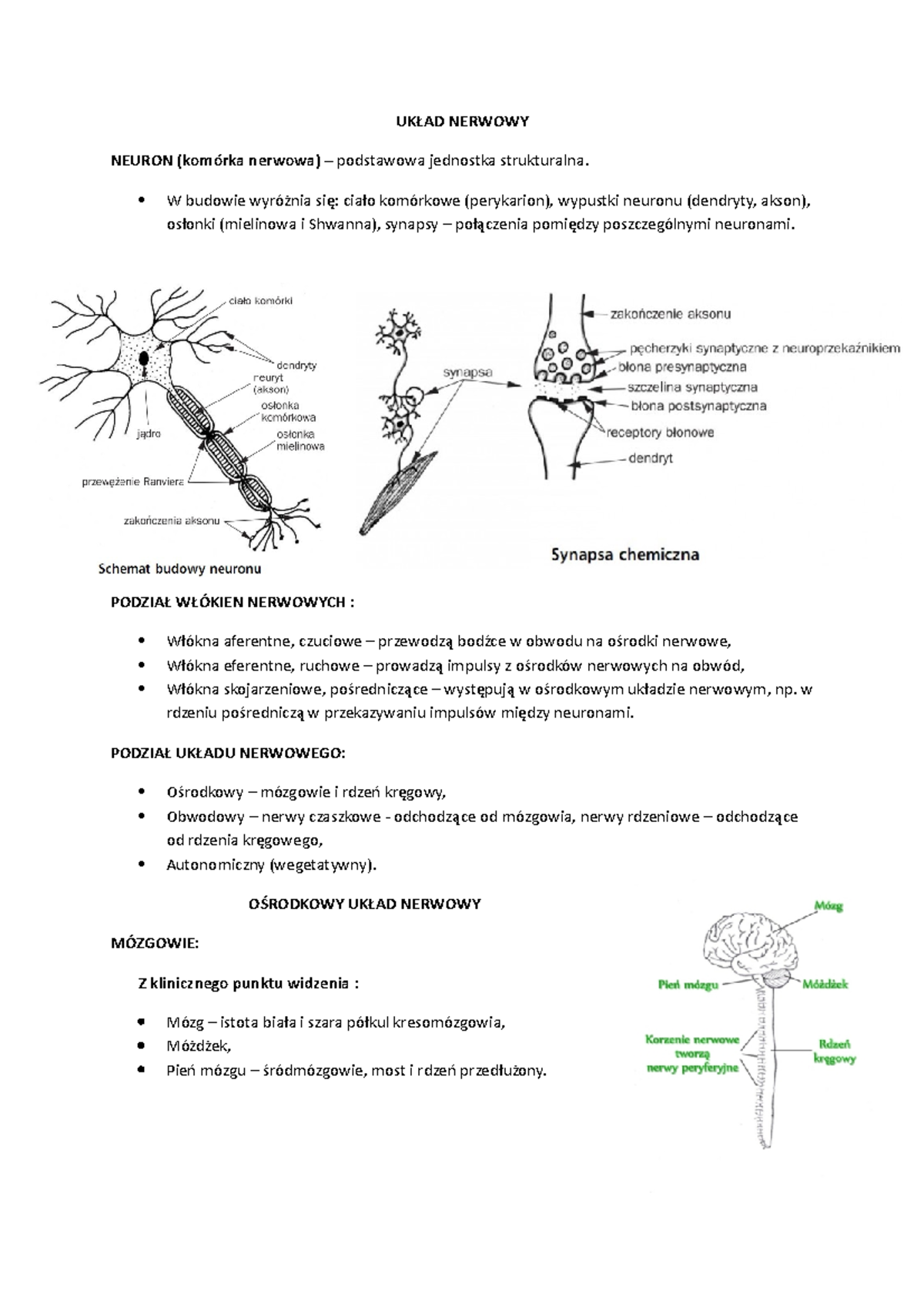 Układ nerwowy człowieka - NERWOWY NEURON nerwowa) podstawowa jednostka