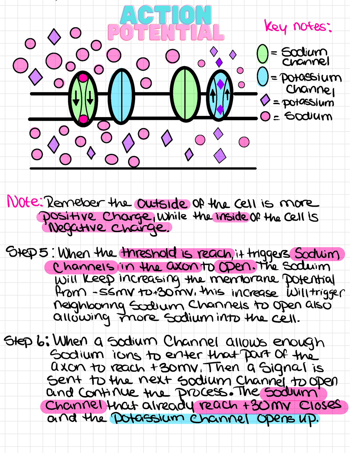 Nervous System 2 Etsy - Key Notes: = Sodium Bam Channel Boo =potassium ...