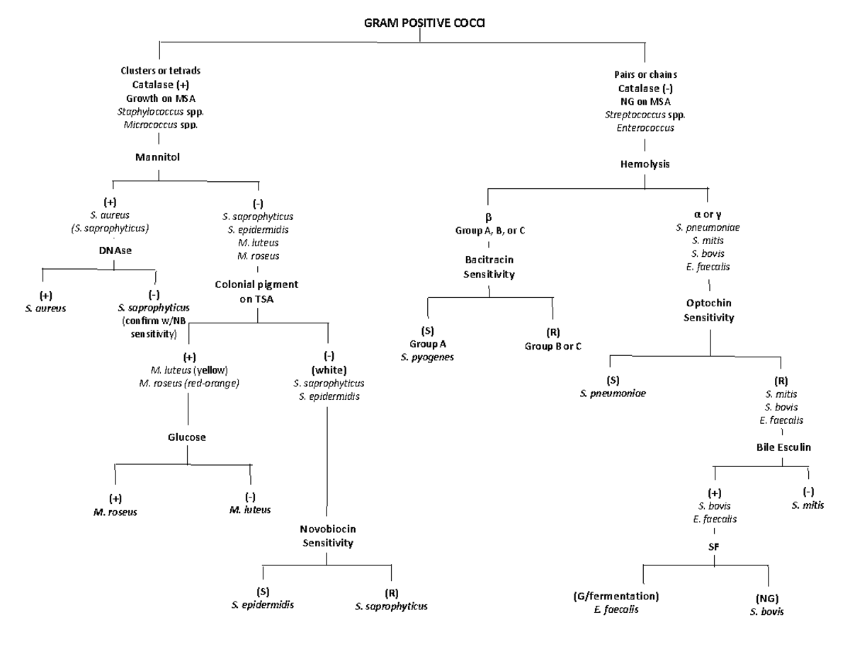 Gram Positive Cocci flowchart CHEM 122 Studocu