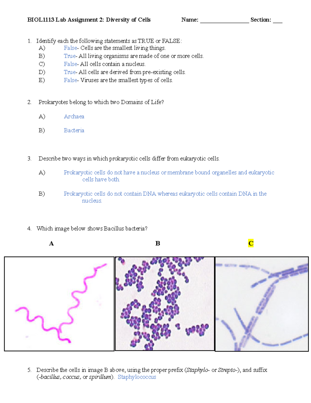 Lab 2 Assignment Diversity Of Cells Gentry Abagail - BIOL1113 Lab ...