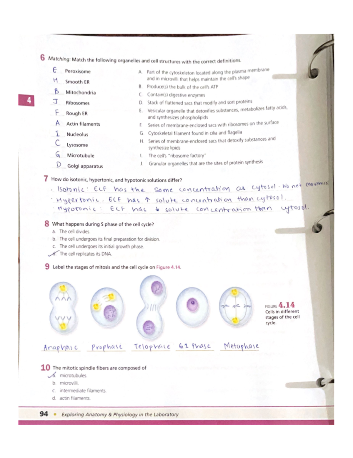 6 Matching Match the following organelles and cell structures with the ...