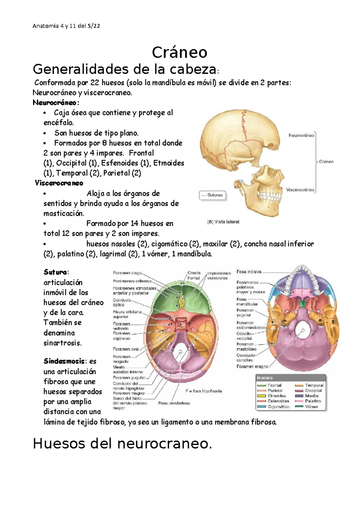 Apunte cráneo y cara - Cráneo Generalidades de la cabeza: Conformada ...