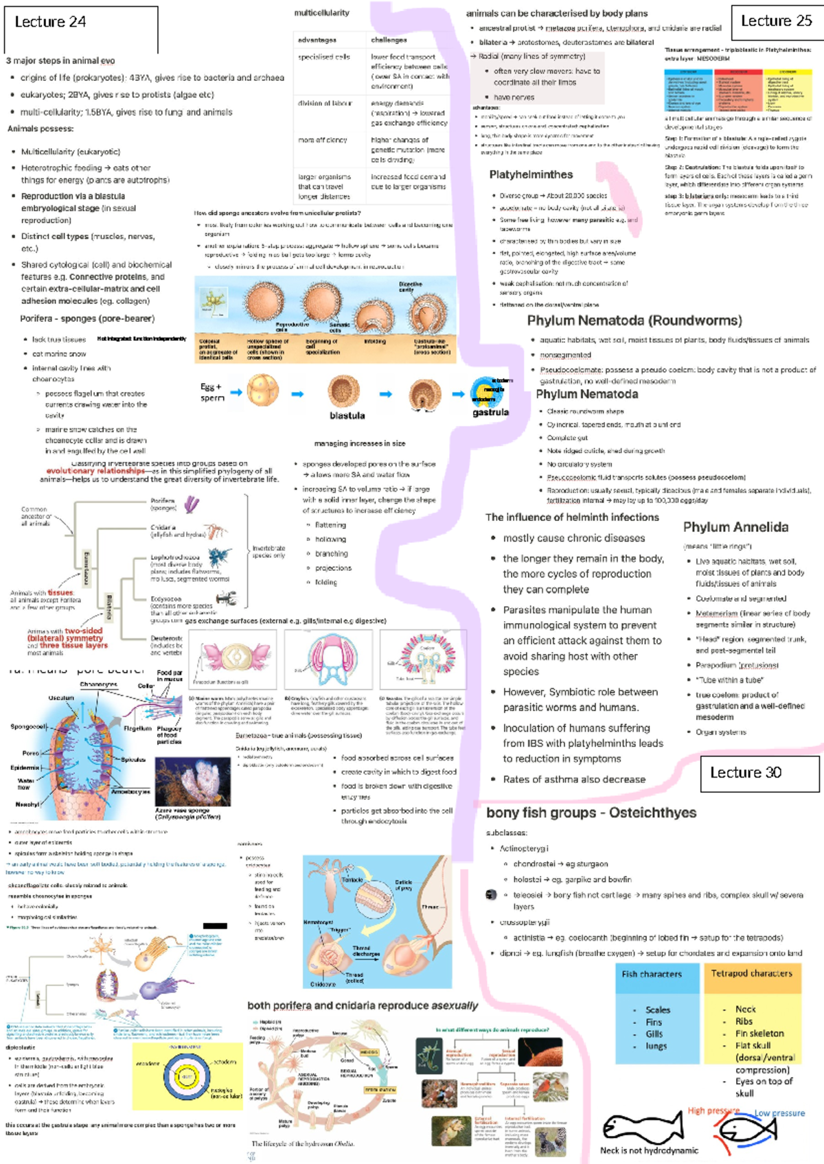 animal diversity topic test cheat sheet - Biodiversity: Patterns of ...