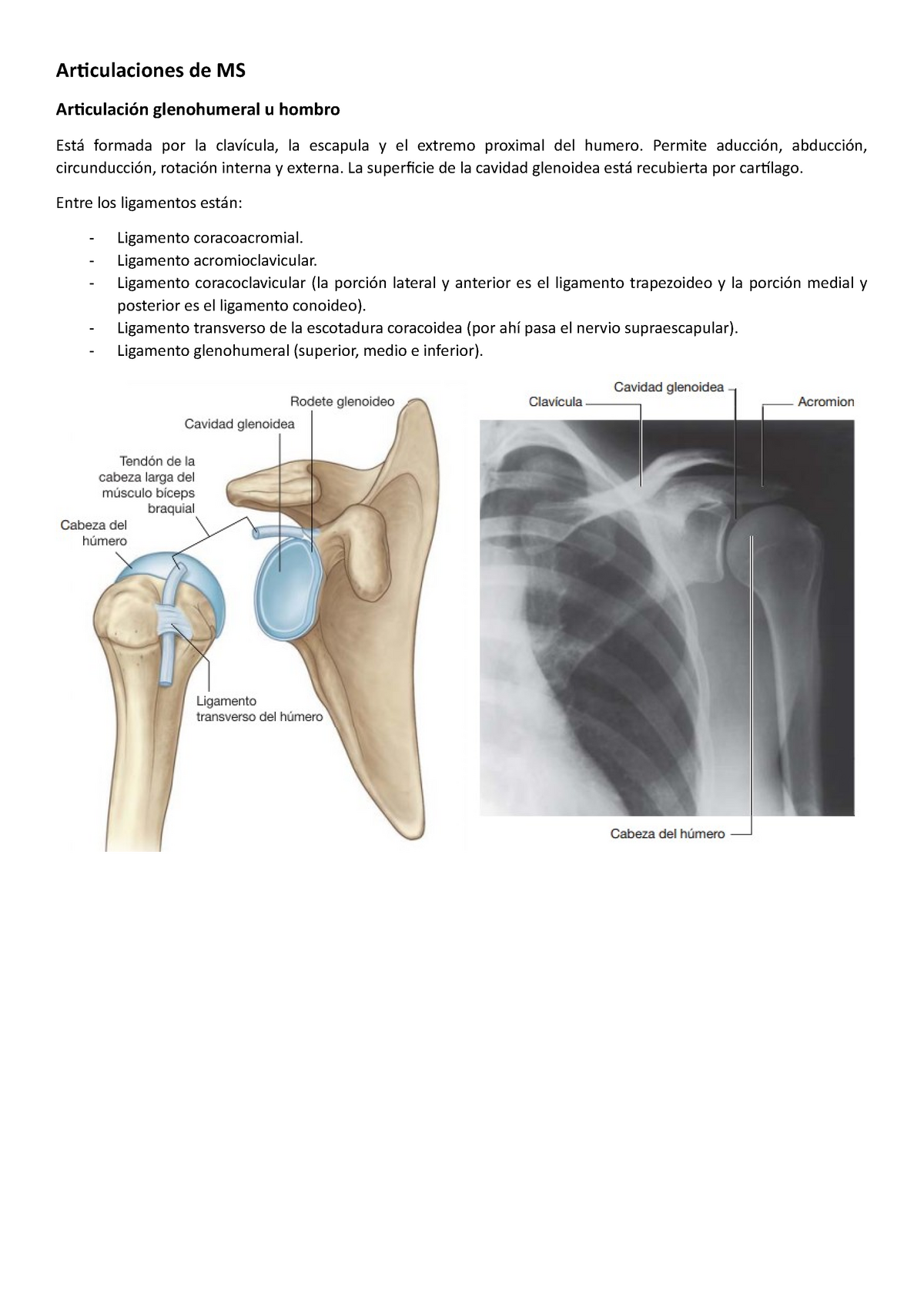 ligamento transverso del hombro