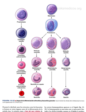 Indice de pavlov 10 UNIVERSIDAD NACIONAL DE LA RIOJA Índice de