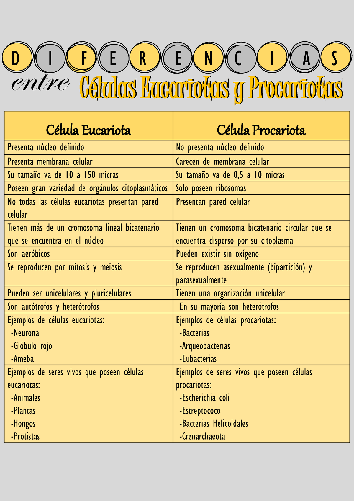 Diferencias Entre Célula Eucariota Y Procariota Caracteristicas De